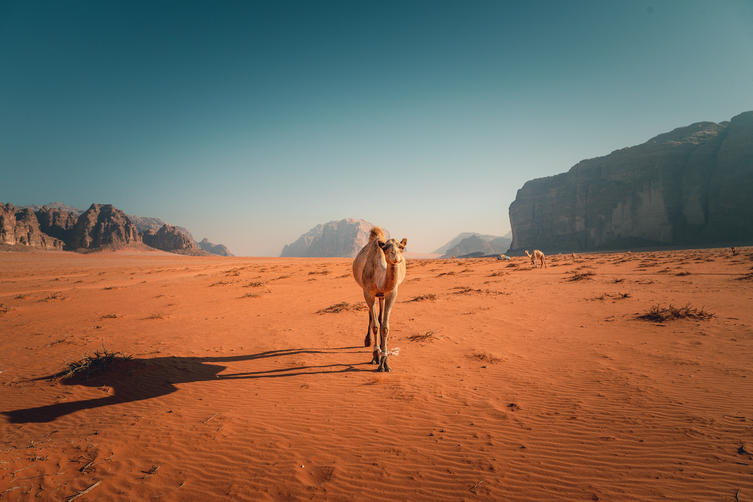 camel-desert-jordan-adventure-hiking